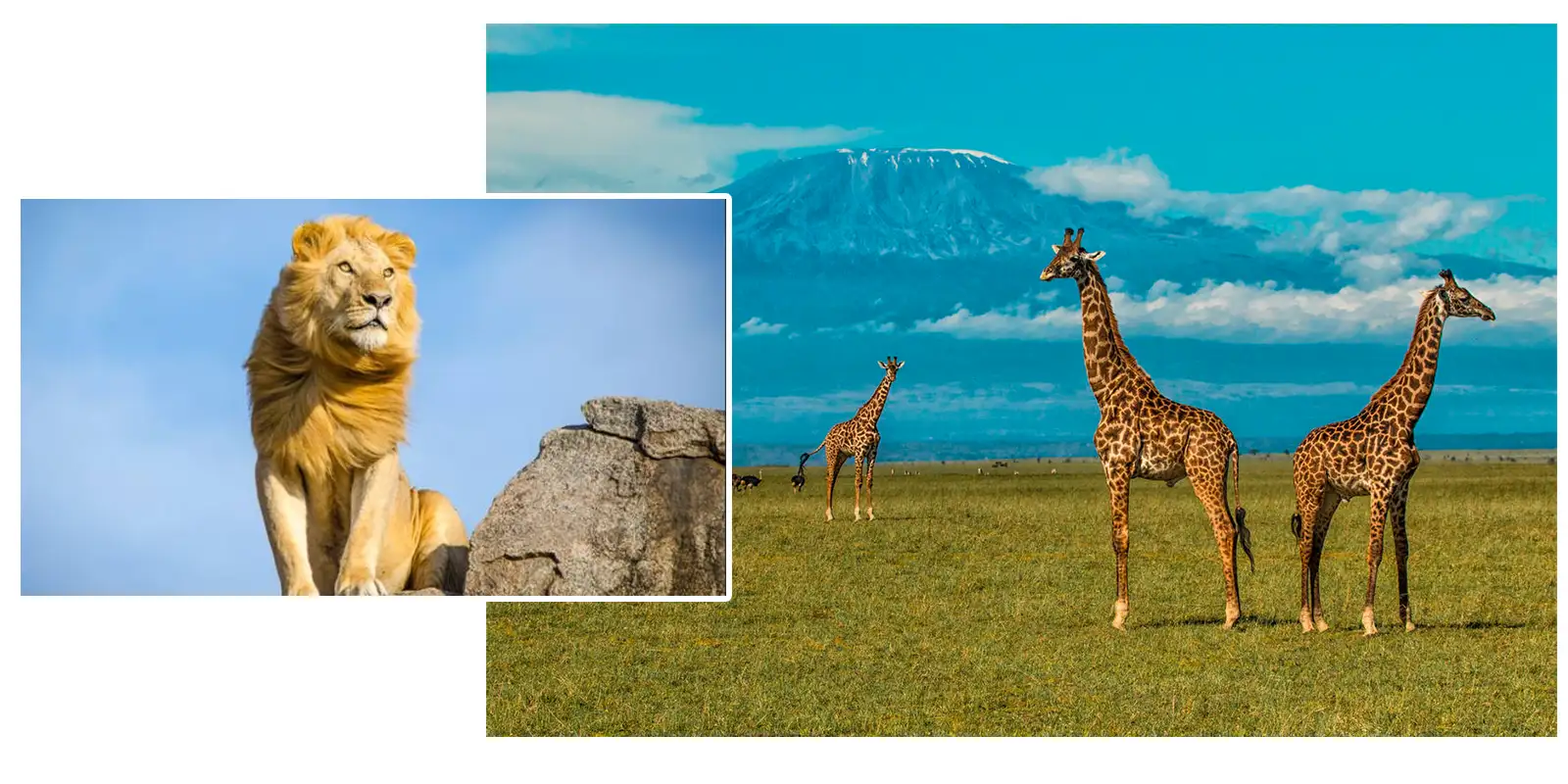 Tanzania, la cuna del Rey León