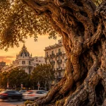Olivo centenario en una rotonda de Madrid al atardecer, símbolo de la memoria, el paso del tiempo y los valores humanos en Testigos Silenciosos de GraZie Magazine.