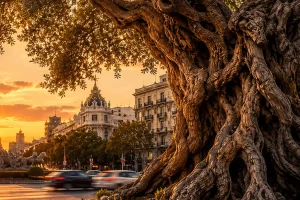 Olivo centenario en una rotonda de Madrid al atardecer, símbolo de la memoria, el paso del tiempo y los valores humanos en Testigos Silenciosos de GraZie Magazine.