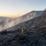Paisaje calcinado tras un incendio forestal, con un pequeño brote entre la ceniza, cuando el humo ha desaparecido y comienza una lenta recuperación del territorio.