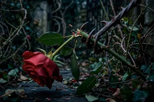 Fotografía artística de una rosa roja intensa, viva y lozana en primer plano, con pétalos perfectos, pero mostrando grandes espinas mutadas en afiladas garras de hierro gris que desgarran su propio tallo leñoso, simbolizando la vitalidad del poder que se autodestruye por su propia armadura.