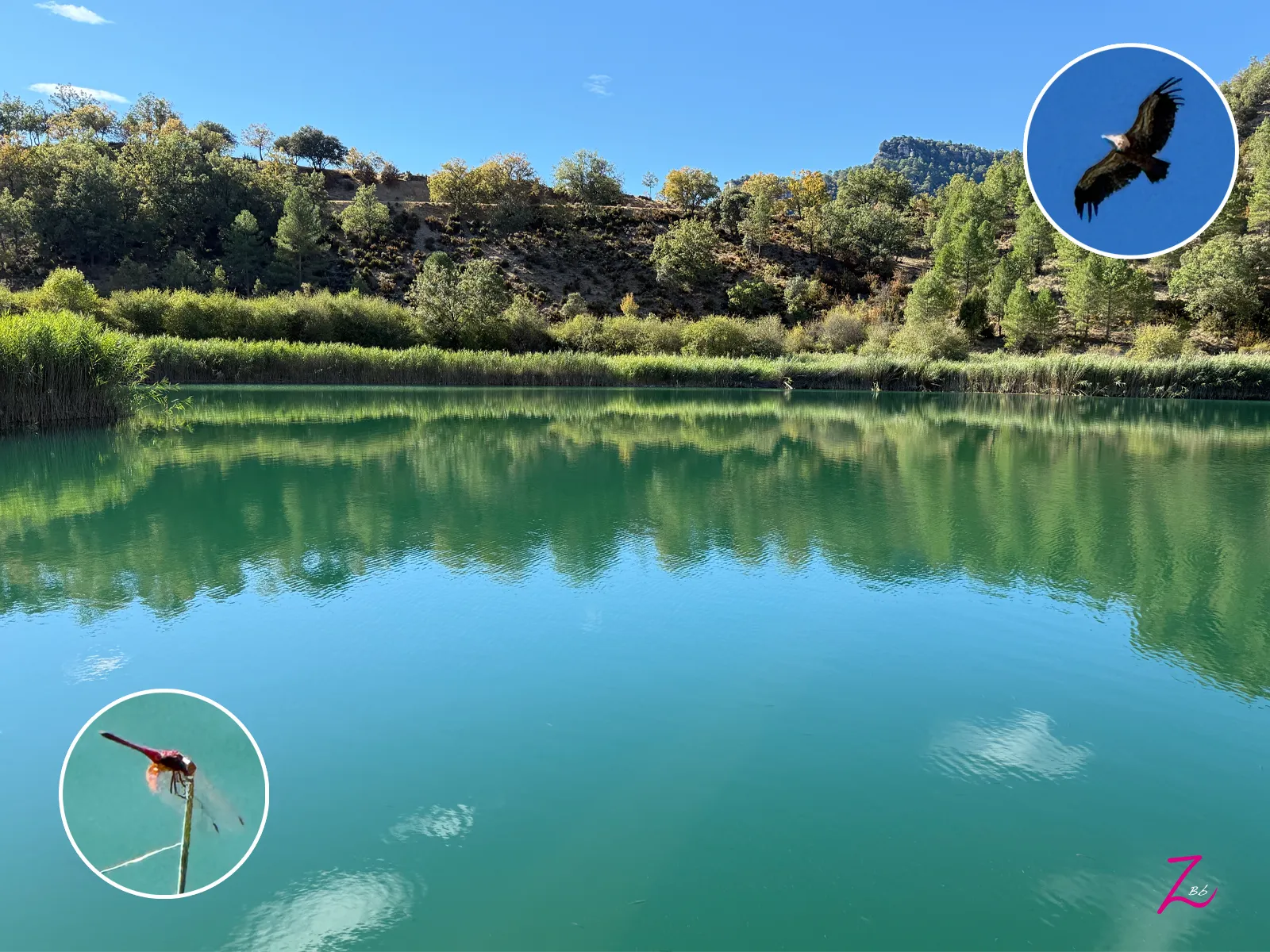 Laguna de Taravilla rodeada de vegetación y fauna en el Alto Tajo